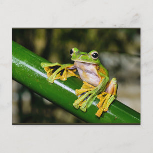 Wallace's Flying Frog, a/k/a Parachute Frog Briefkaart