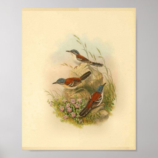 Wallace's Todopsis Wren Brown Bird Print (Voorkant)