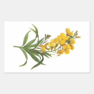 wallbloem (Cheiranthus flavus) van Redouté Rechthoekige Sticker