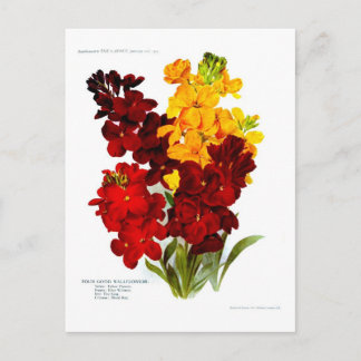 Wallbloemen Briefkaart