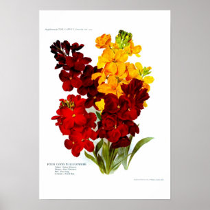 Wallbloemen Poster
