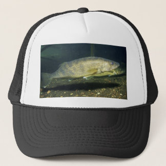 wallei trucker pet