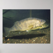 Walleye in Tank Print (Voorkant)