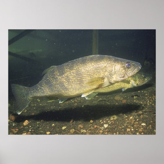 Walleye in Tank Print (Voorkant)