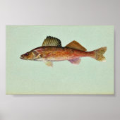 Walleye Poster (Voorkant)