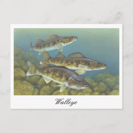 Walleye Schilderij Briefkaart (Voorkant)
