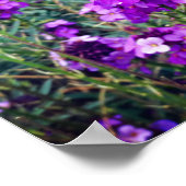 Wallflower Bowles Mauve #1 Poster (Coin)