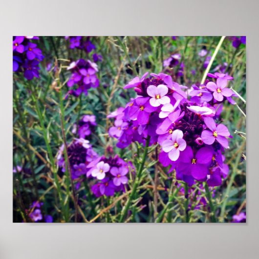Wallflower Bowles Mauve #1 Poster (Devant)