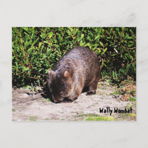 Wally Wombat Briefkaart