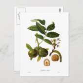 Walnoot Briefkaart (Voorkant / Achterkant)