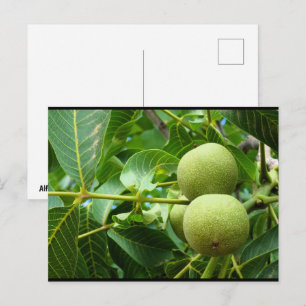 Walnoten in groen blad briefkaart