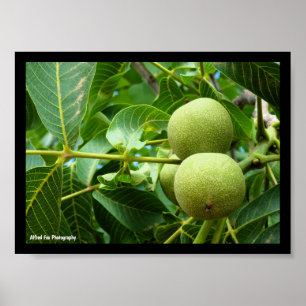 Walnoten in groen blad poster