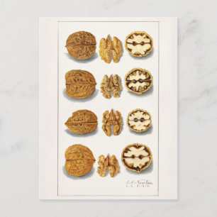 Walnoten (snolans) Waterverf van vruchten Briefkaart