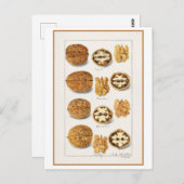 Walnut Botanische Illustratie Waterverf Briefkaart (Voorkant / Achterkant)