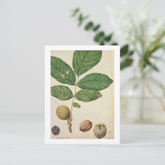Walnut, c.1568 (m/c op papier) briefkaart (Staand voorkant)
