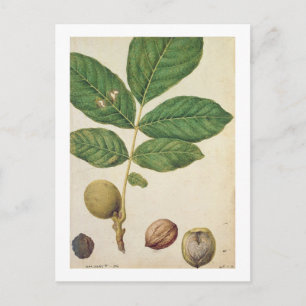 Walnut, c.1568 (m/c op papier) briefkaart