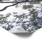 Walnut Tree Poster (Coin)