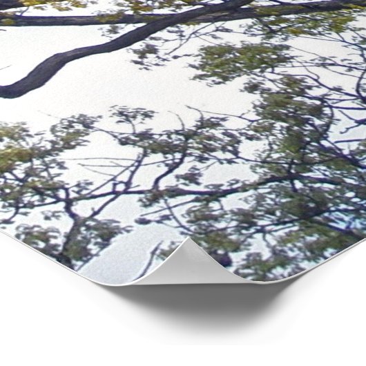 Walnut Tree Poster (Coin)