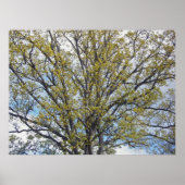 Walnut Tree Poster (Devant)