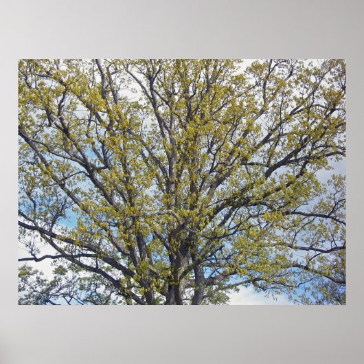 Walnut Tree Poster (Devant)