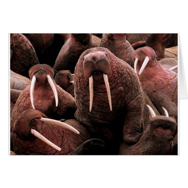 Walrus (Devant horizontal)
