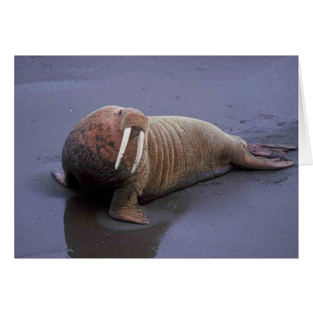 Walrus (Devant horizontal)