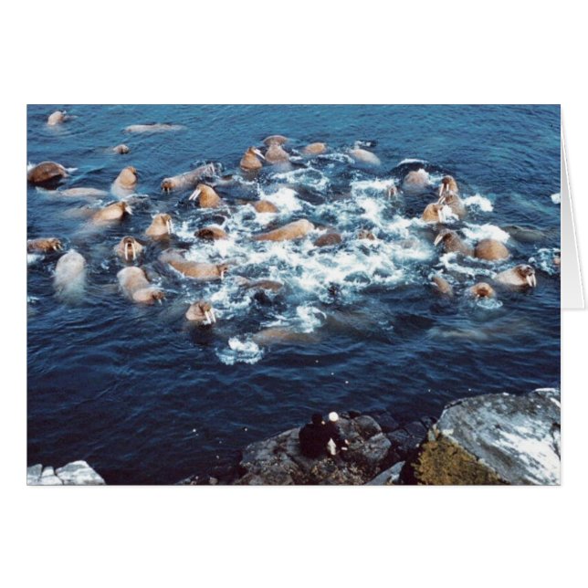 Walrus (Devant horizontal)