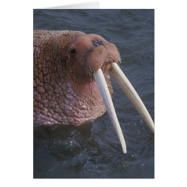 Walrus (Devant)