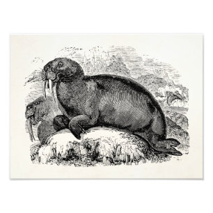 Walrus 1800s Illustratie van de Analyses Foto Afdruk