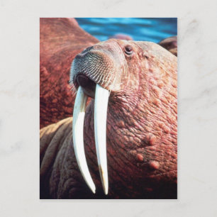 Walrus Briefkaart