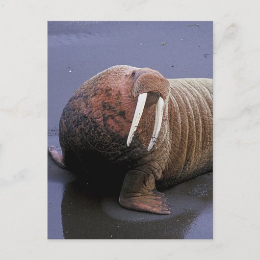 Walrus Briefkaart (Voorkant)