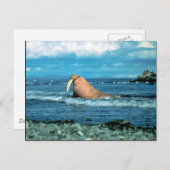 Walrus Briefkaart (Voorkant / Achterkant)