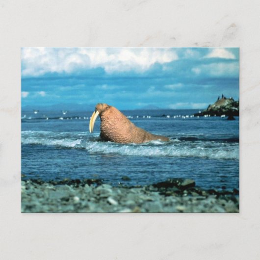 Walrus Briefkaart (Voorkant)