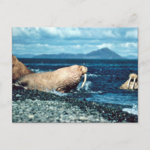 Walrus Briefkaart