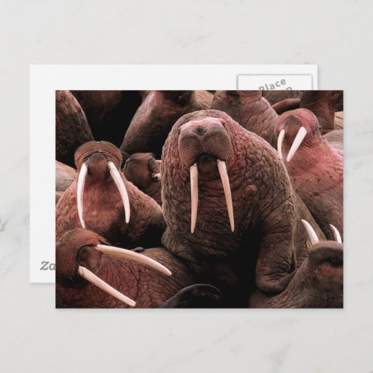 Walrus Briefkaart (Voorkant / Achterkant)