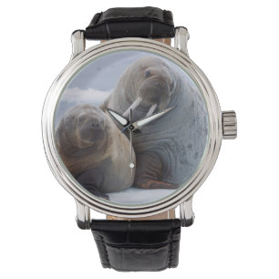Walrus cow and calf rest on a sea ice floe horloge