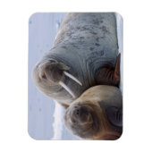 Walrus cow and calf rest on a sea ice floe magneet (Verticaal)