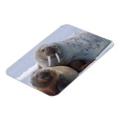 Walrus cow and calf rest on a sea ice floe magneet (Linkerzijde)