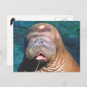 Walrus Eyes Closed Briefkaart (Voorkant / Achterkant)