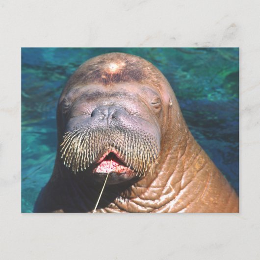 Walrus Eyes Closed Briefkaart (Voorkant)