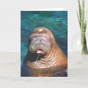 Walrus Eyes Closed Note Kaart