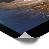 Walrus Eyes Closed Poster (Hoek)