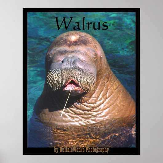 Walrus Eyes Closed Poster (Voorkant)
