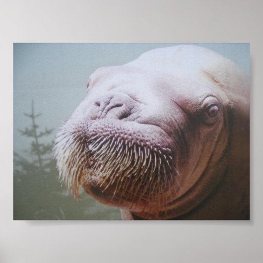Walrus Foto Poster (Voorkant)