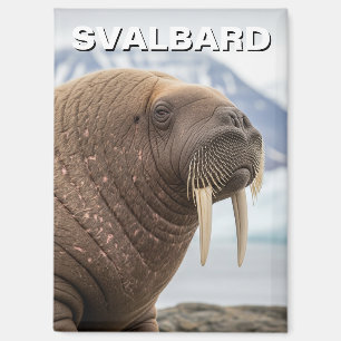 Walrus in Svalbard Noorwegen Magneet
