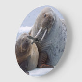 Walrus-koe en kalveren-rust op een zee-ijskap grote klok (Hoek)