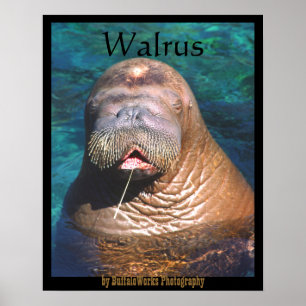 Walrus Ogen Gesloten Poster