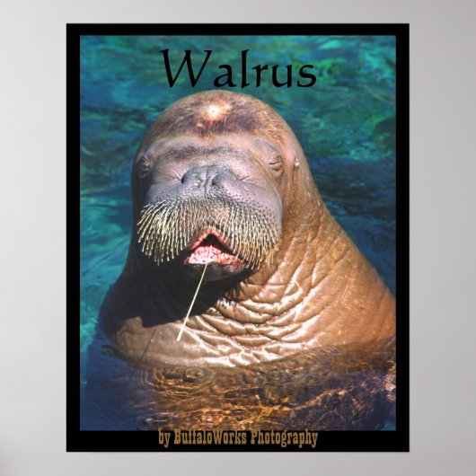 Walrus Ogen Gesloten Poster (Voorkant)