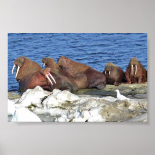 Walrus op het Zee Ice van Bering Poster