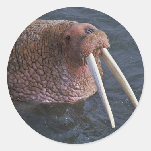Walrus over het Nationaal Vuildpad in Togiak Ronde Sticker (Voorkant)